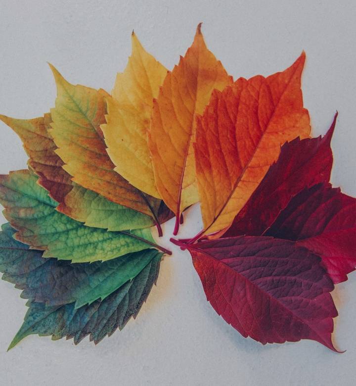 foglie con i colori di tutte le stagioni