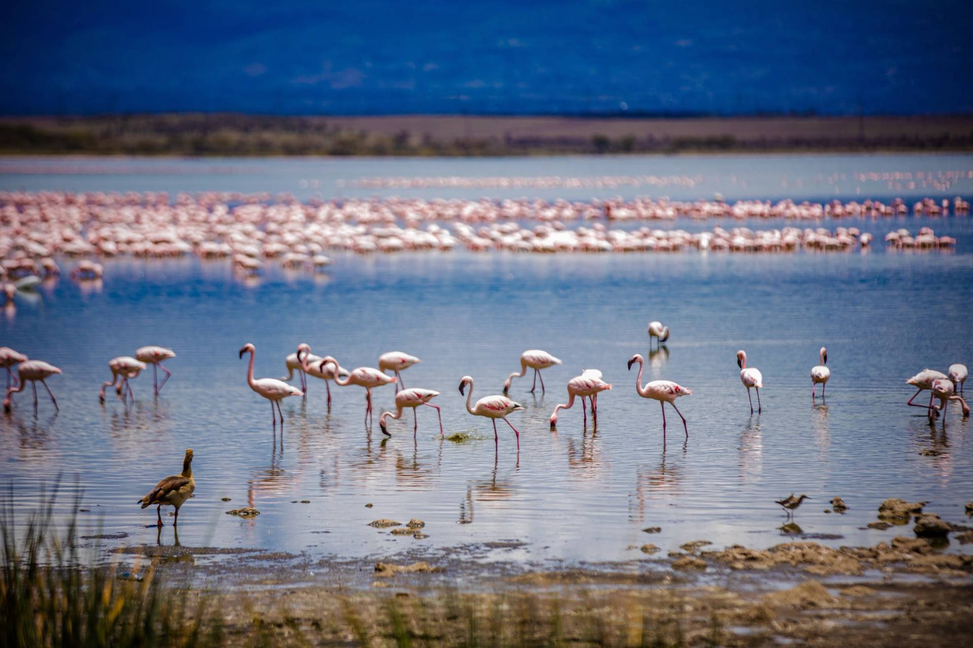 manyara