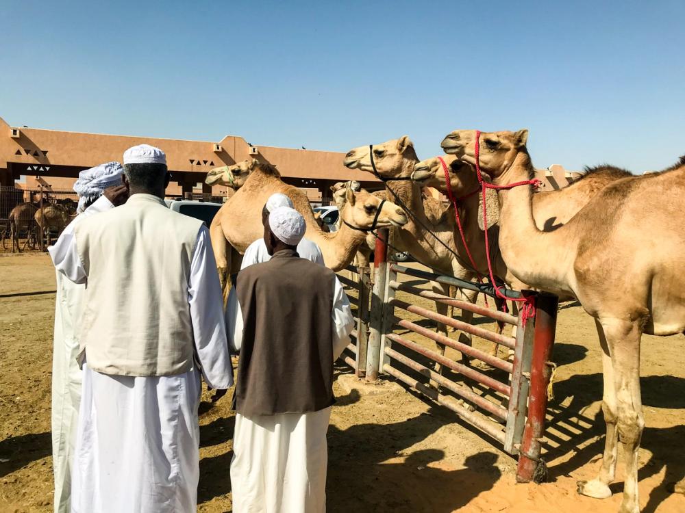 mercato dei cammelli al ain