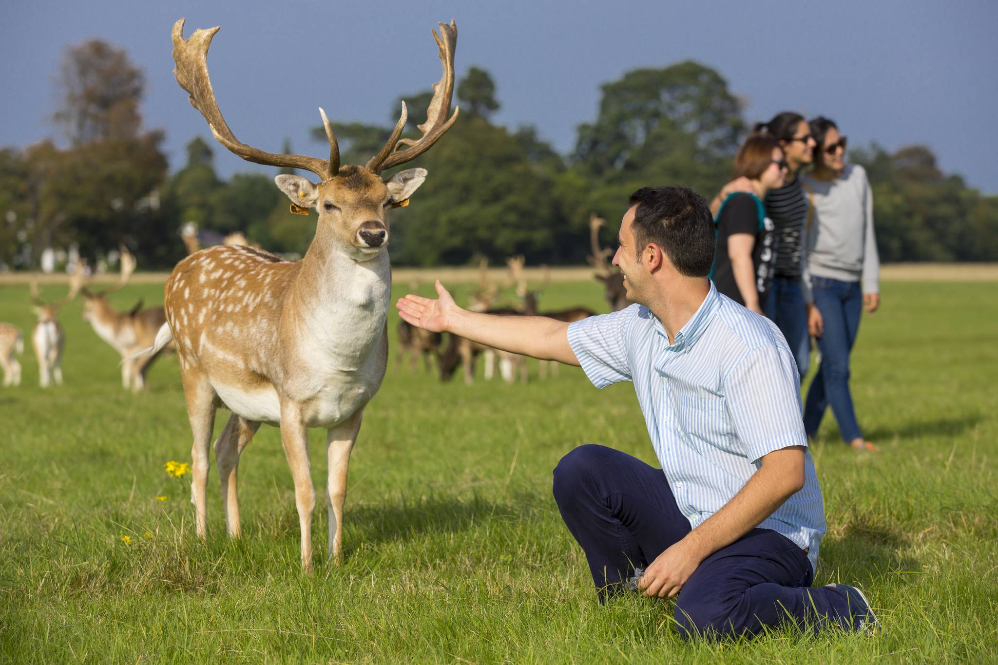 cervo con uomo phoenix park dublino