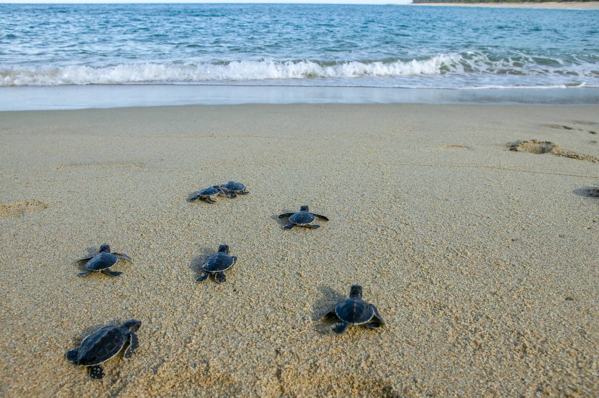 turtle island borneo