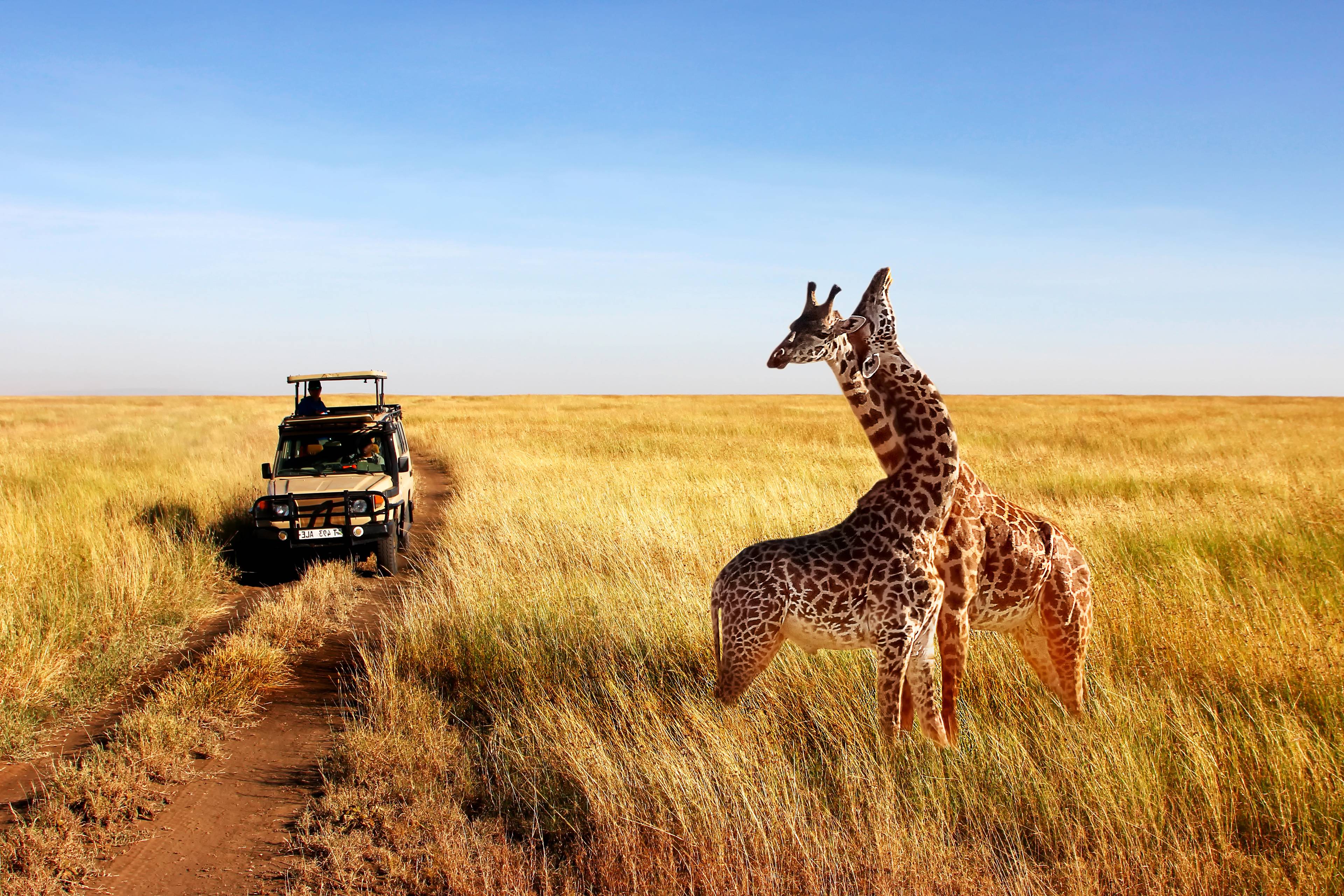safari con vista giraffe
