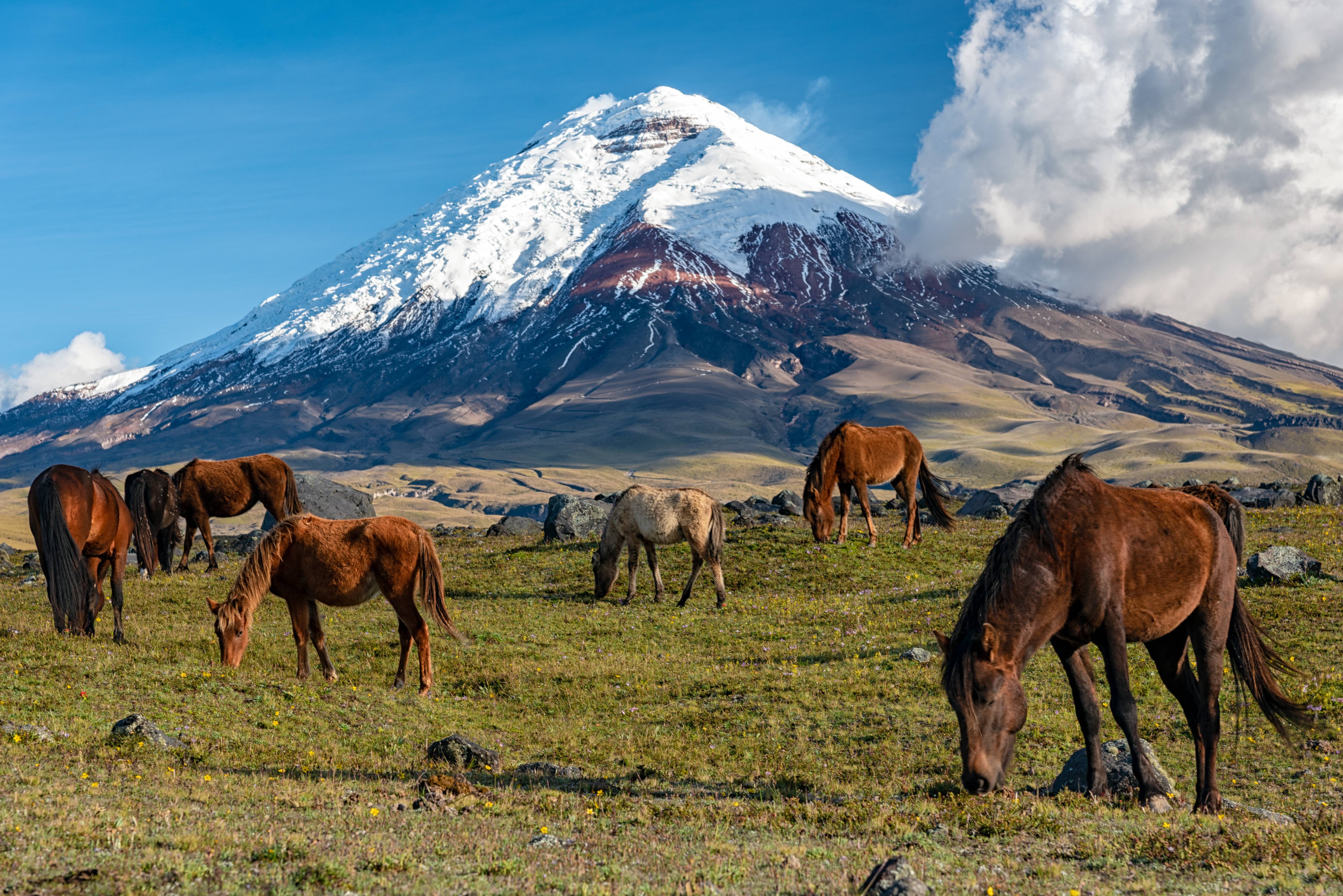 wild horse parco nazionale cotopaxi 