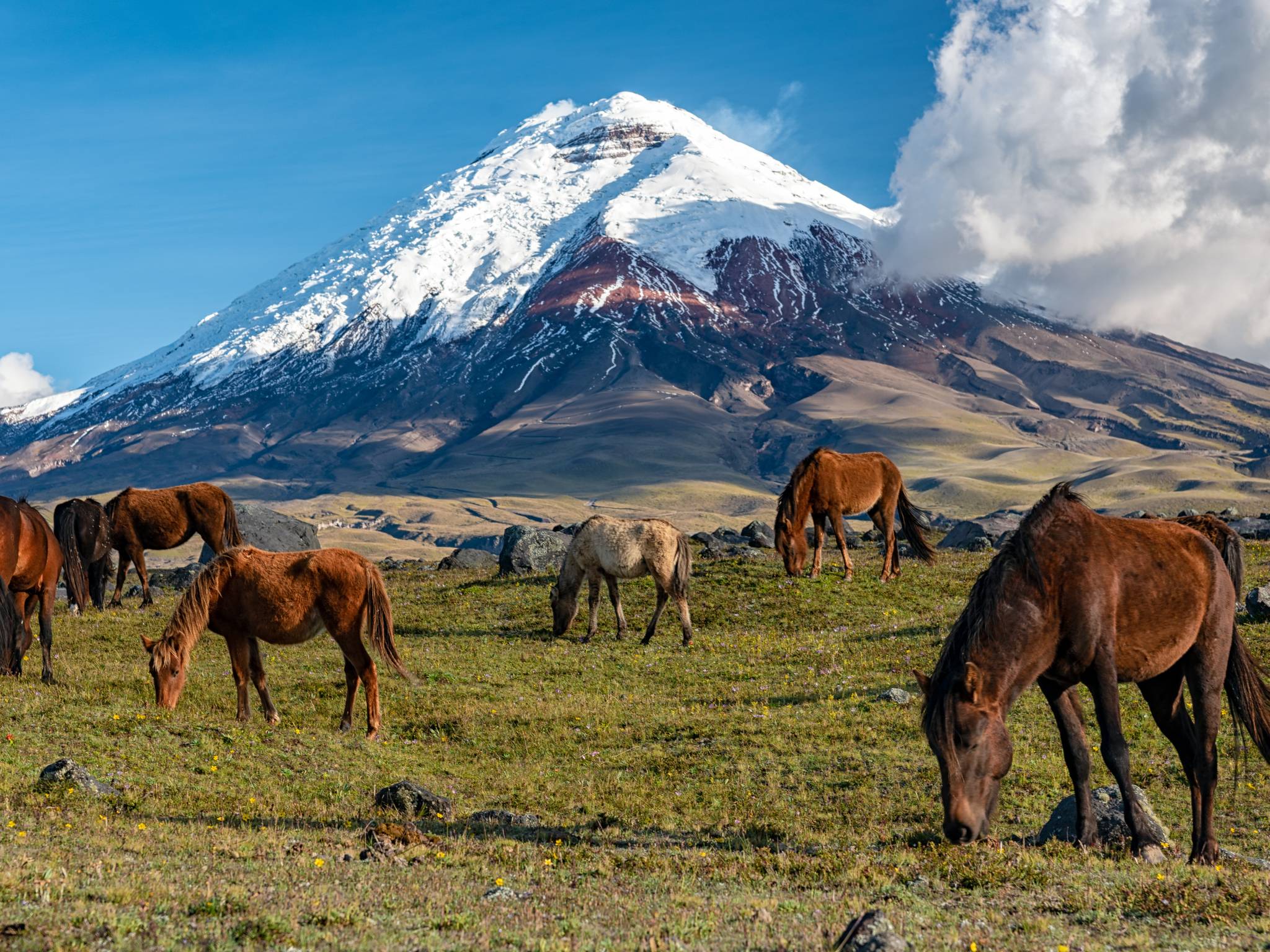 Gran tour Ecuador e Amazzonia cover