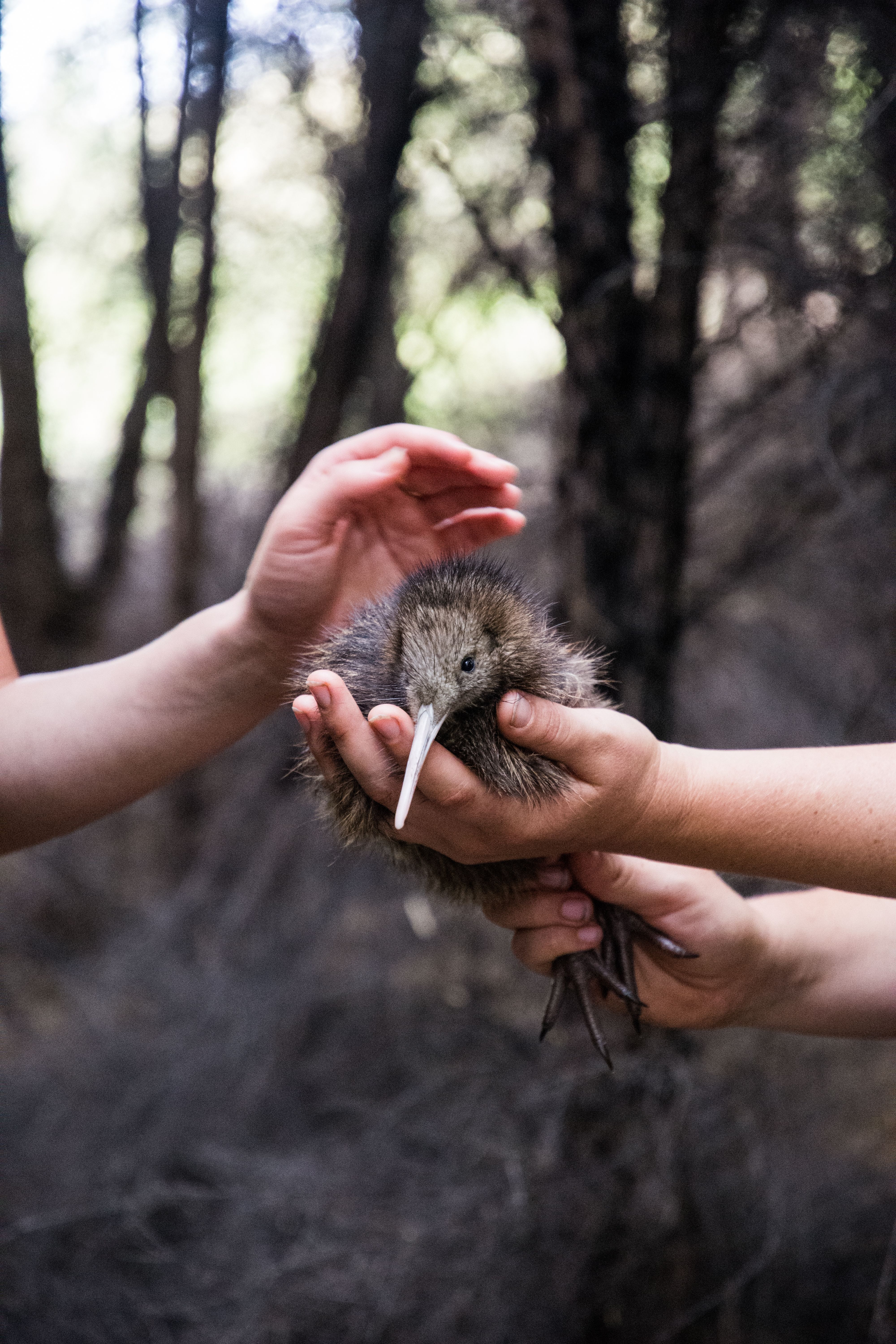 cucciolo di uccello kiwi in mano a persone in nuova zelanda