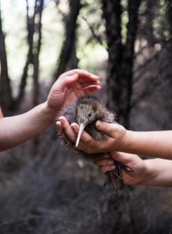 cucciolo di uccello kiwi in mano a persone in nuova zelanda