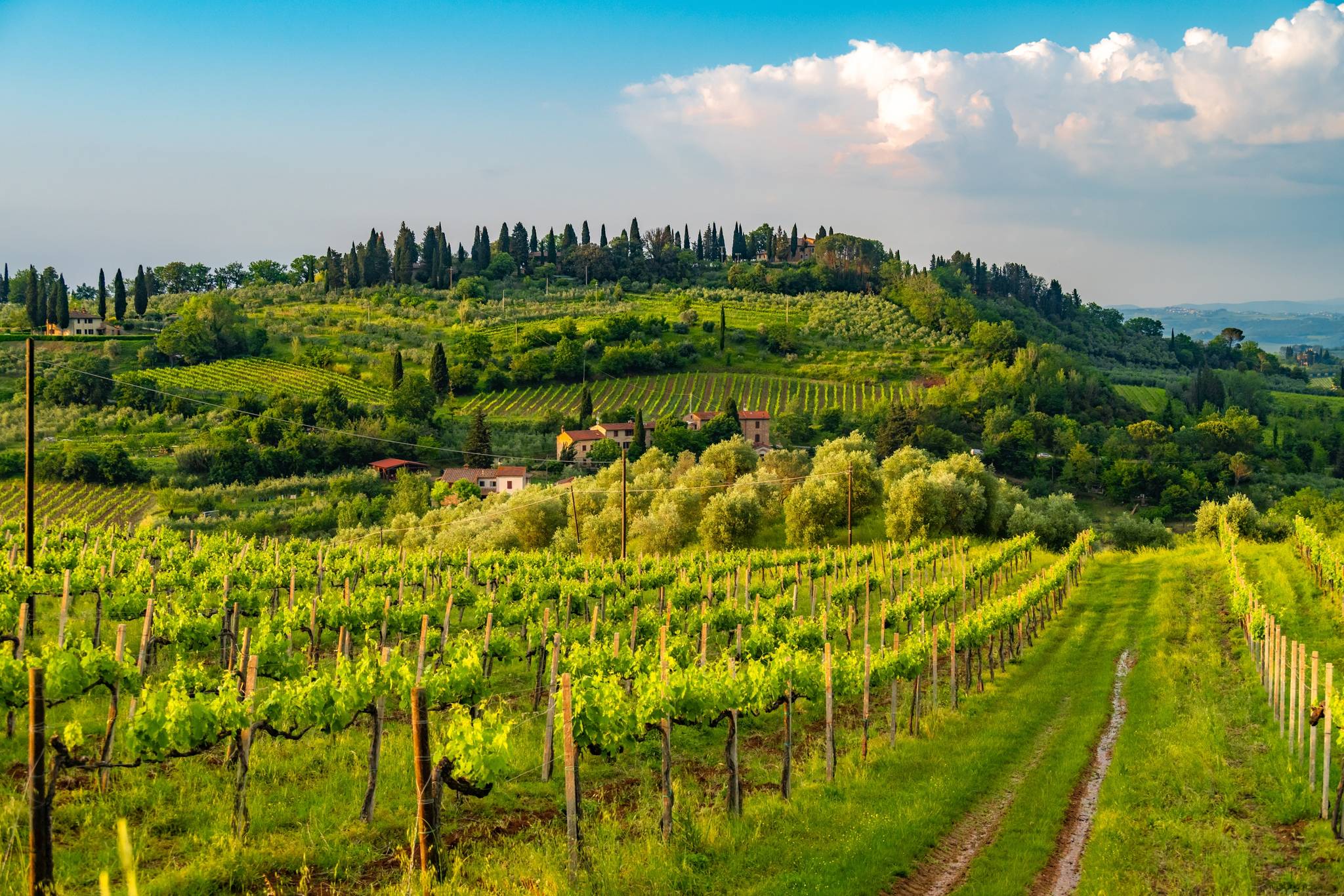 vineyards in san gimignano