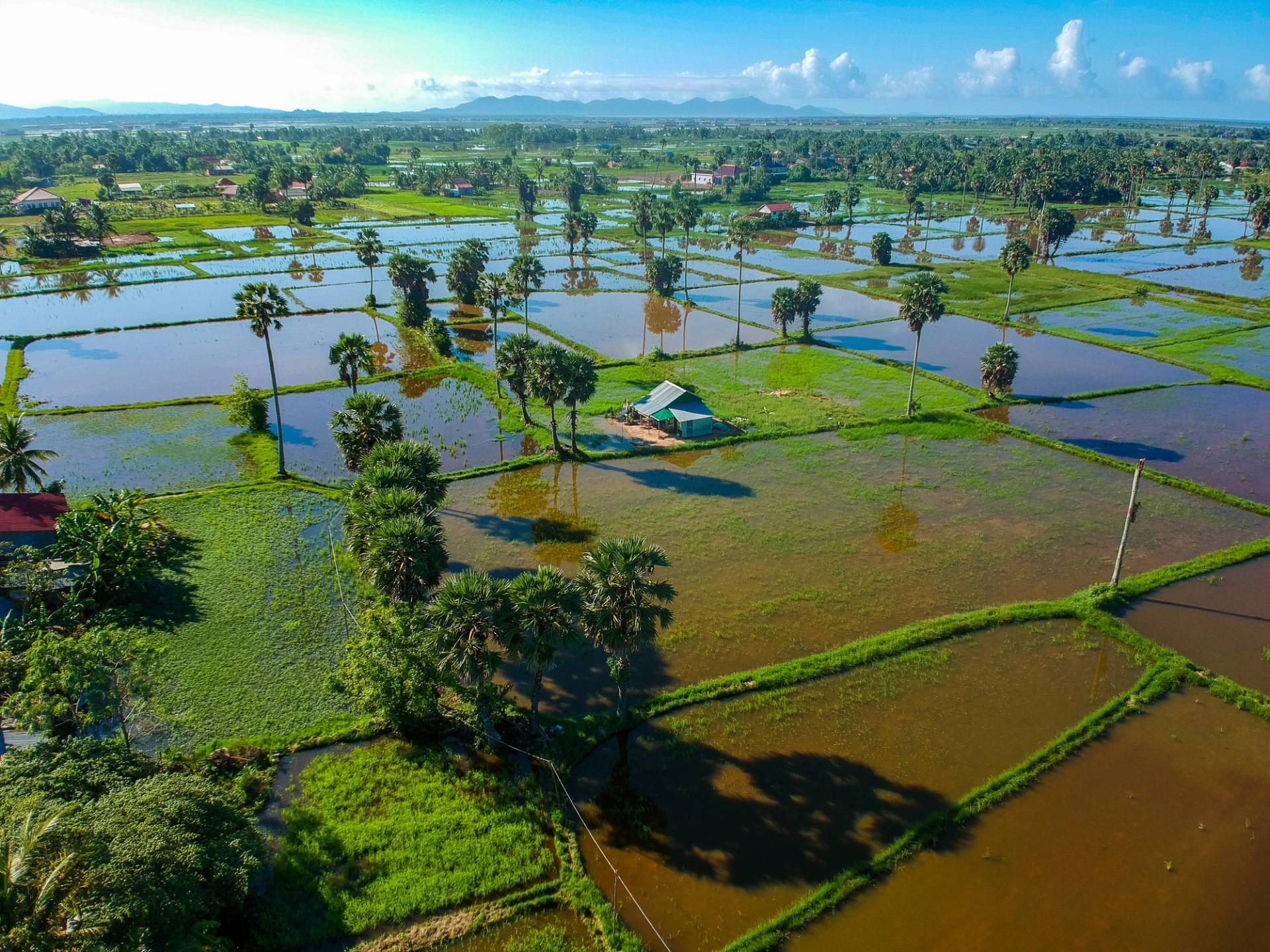 risaie di kampot