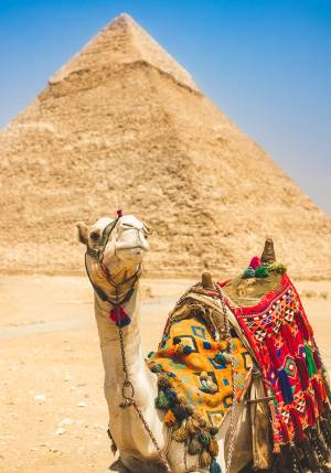 cammello con piramide