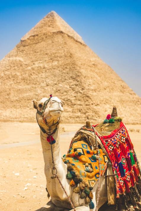 cammello con piramide