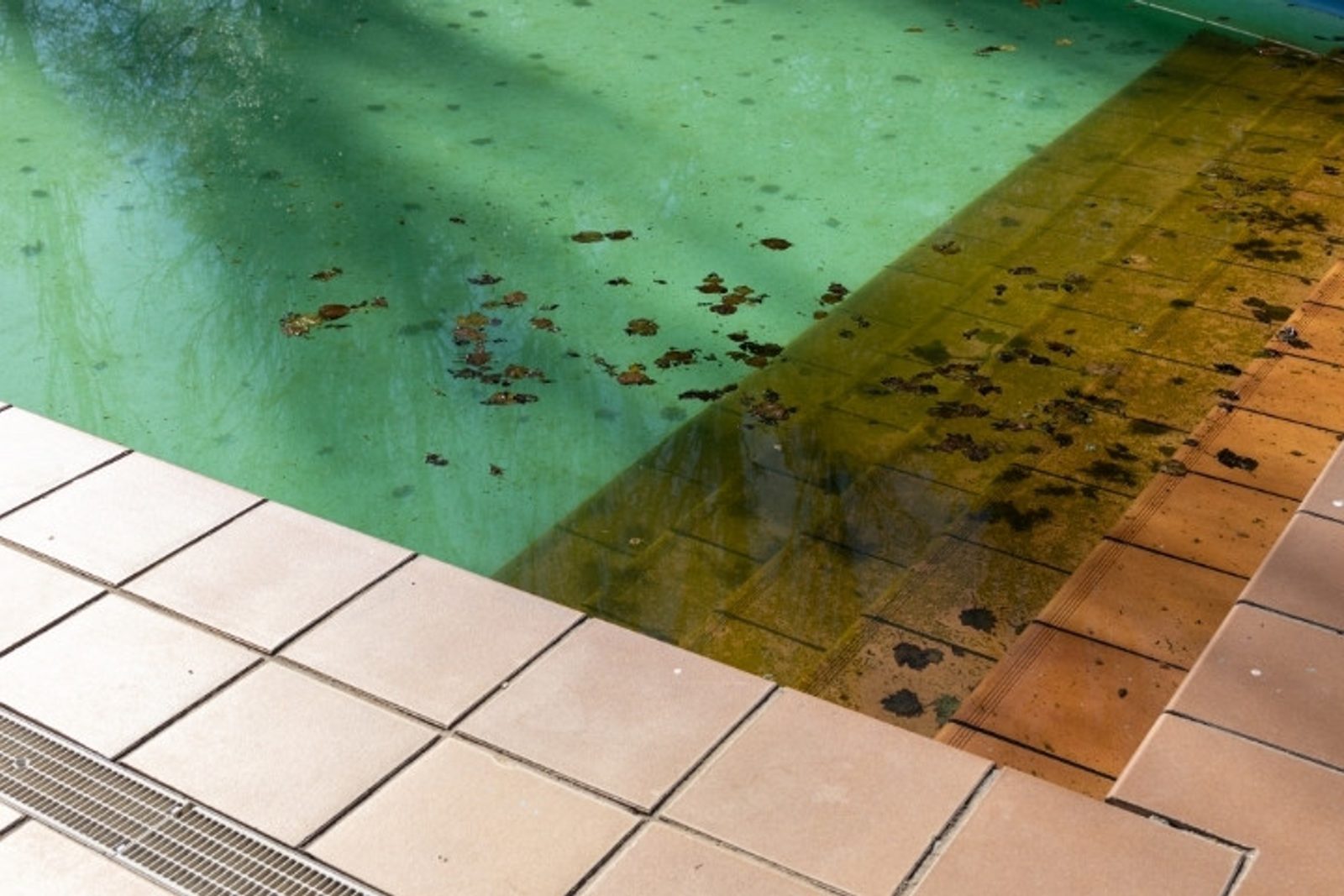 Dirty pool water filled with leaves and organic debris