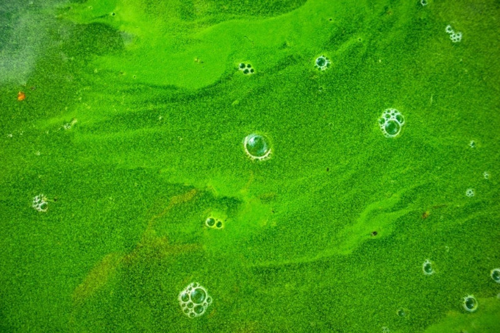Green algae bloom spreading across pool water