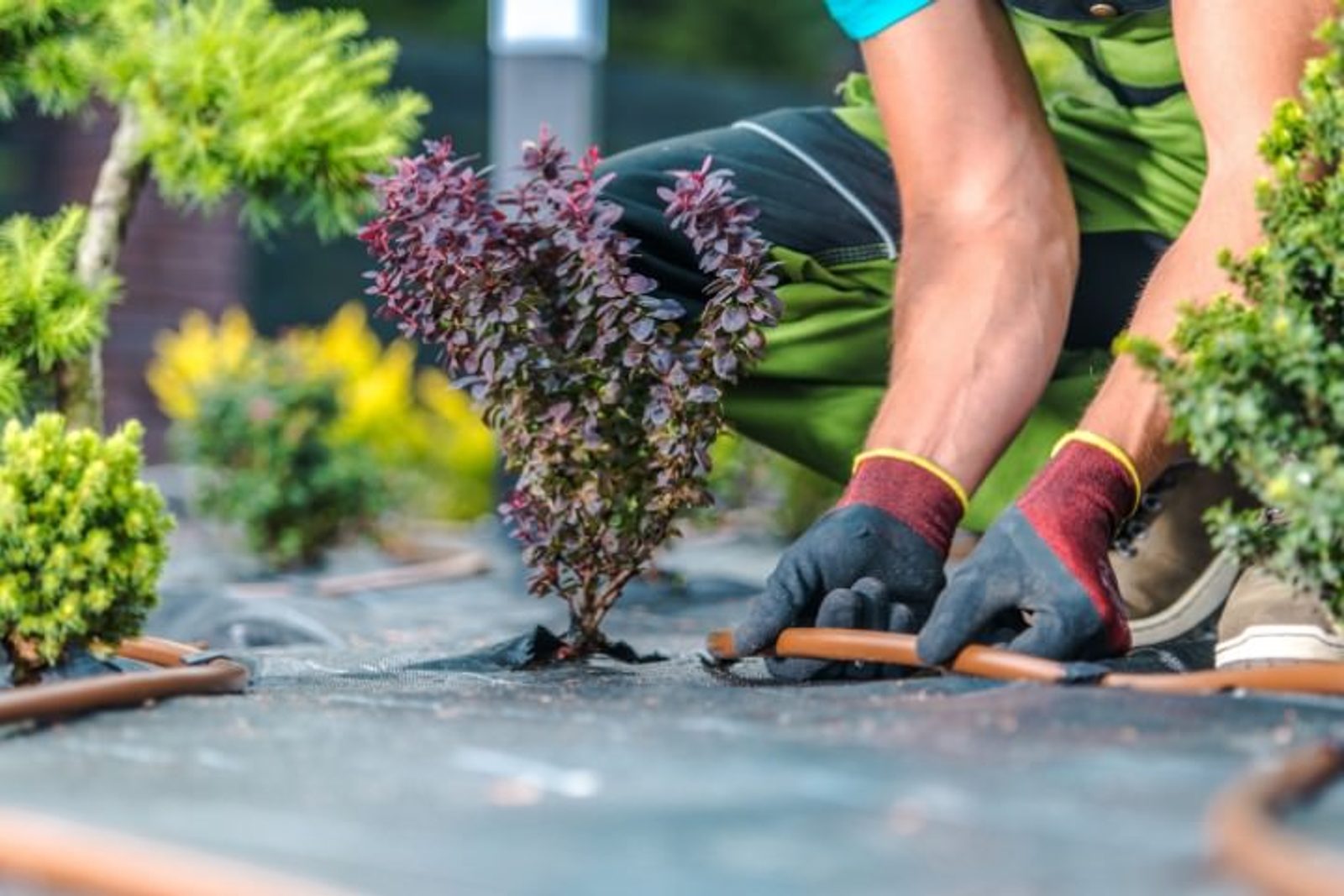 Smart drip irrigation supporting lush poolside landscaping