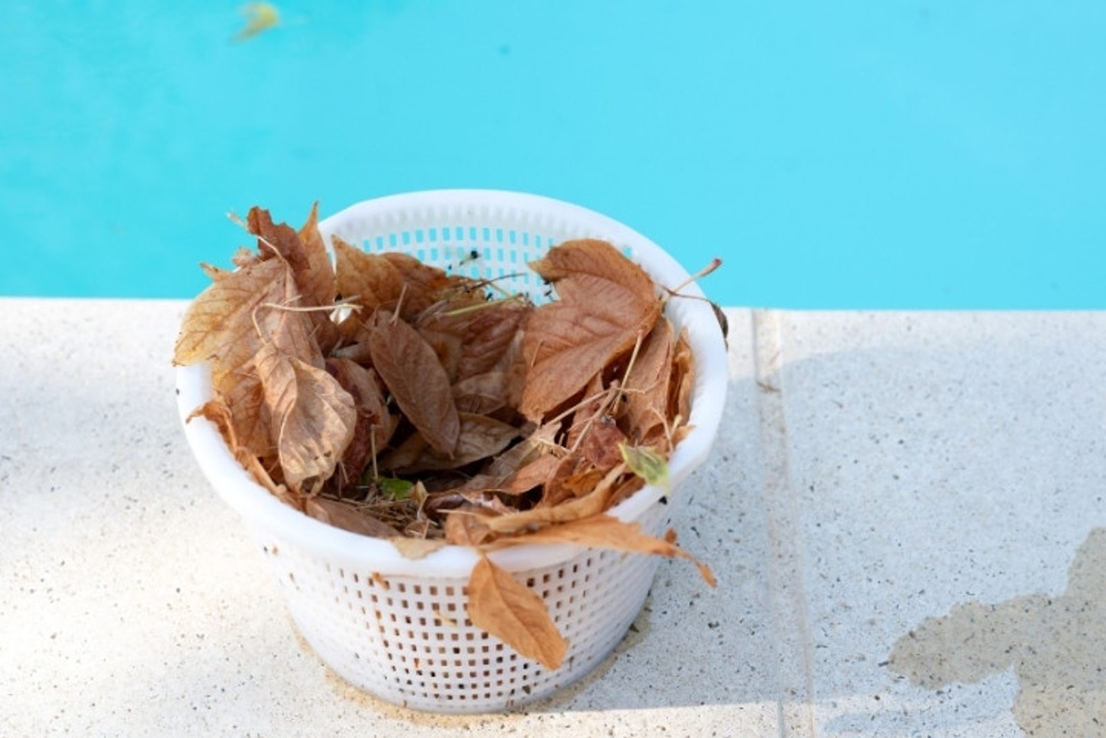 Skimmer basket filled with leaves from pool cleaning