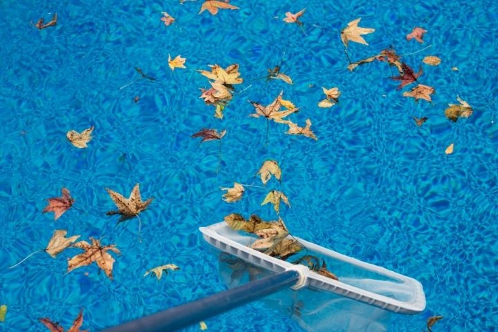 Skimming floating leaves and debris from a Houston swimming pool after a rainstorm