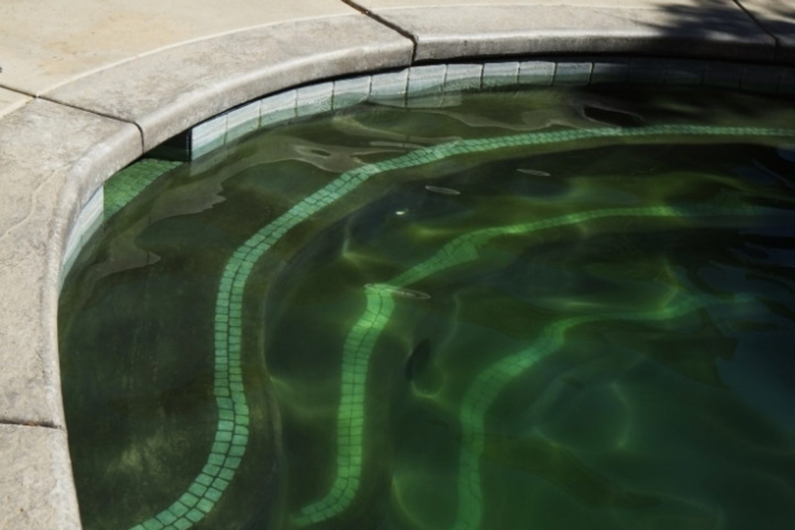 Backyard pool in Humble affected by algae bloom