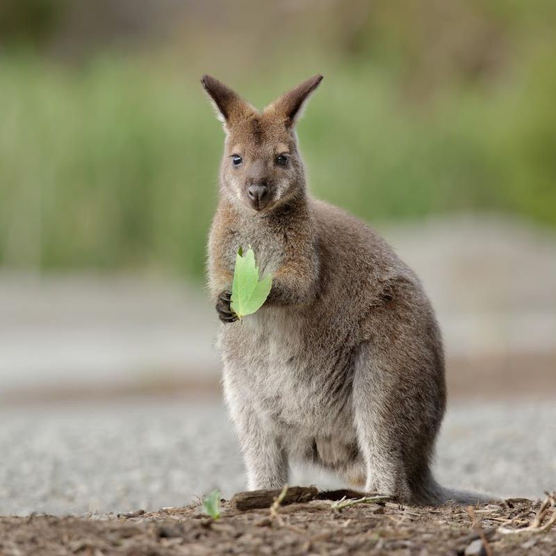 The Wallabies of Inchconnachan