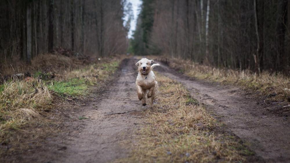 Dog running on a hiking path