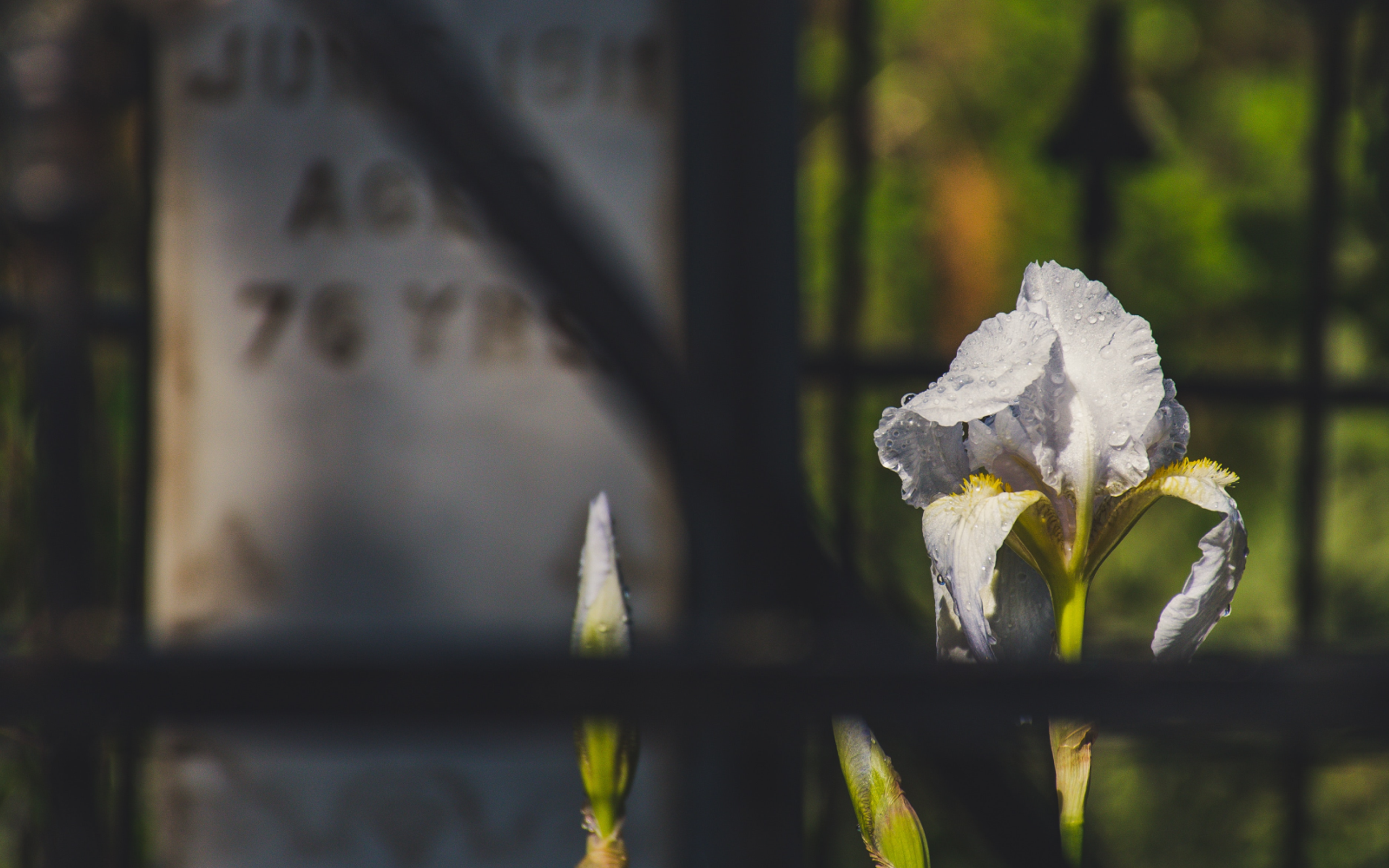 Shallow Focus Photography of White Flower