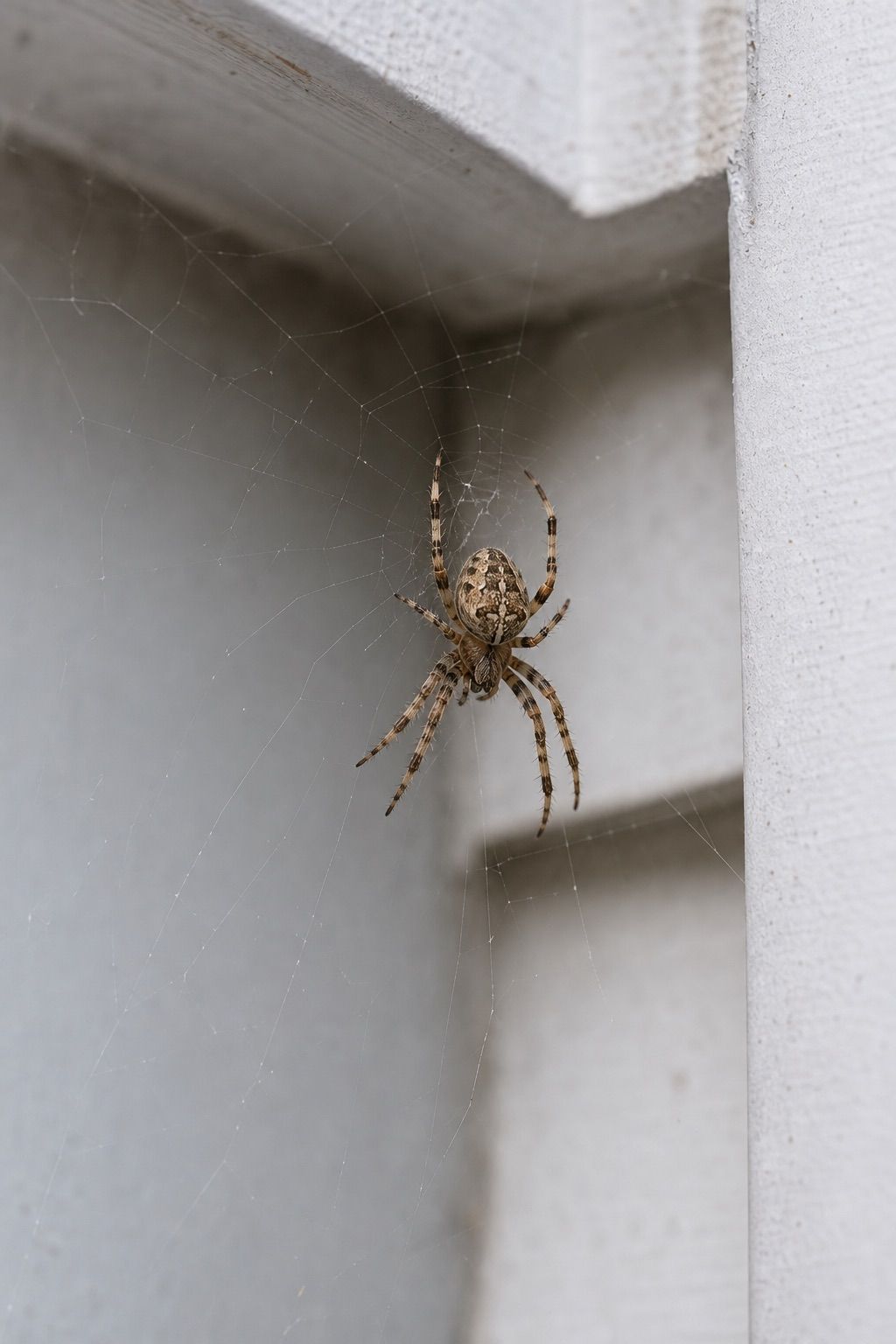 Close-up of a spider on a web in a home corner