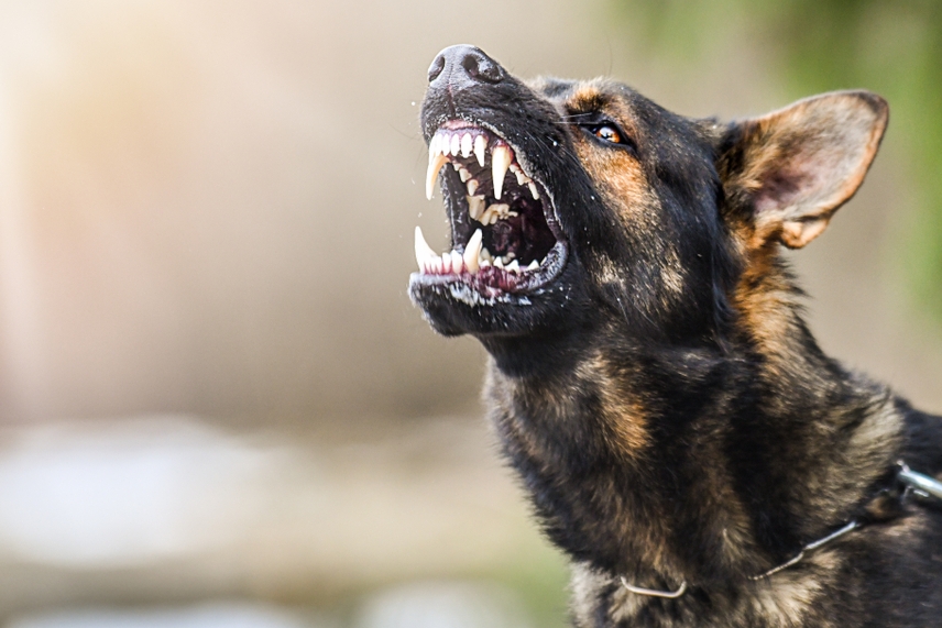 Image New Jersey PTSD from Dog Bite Injury Lawyers