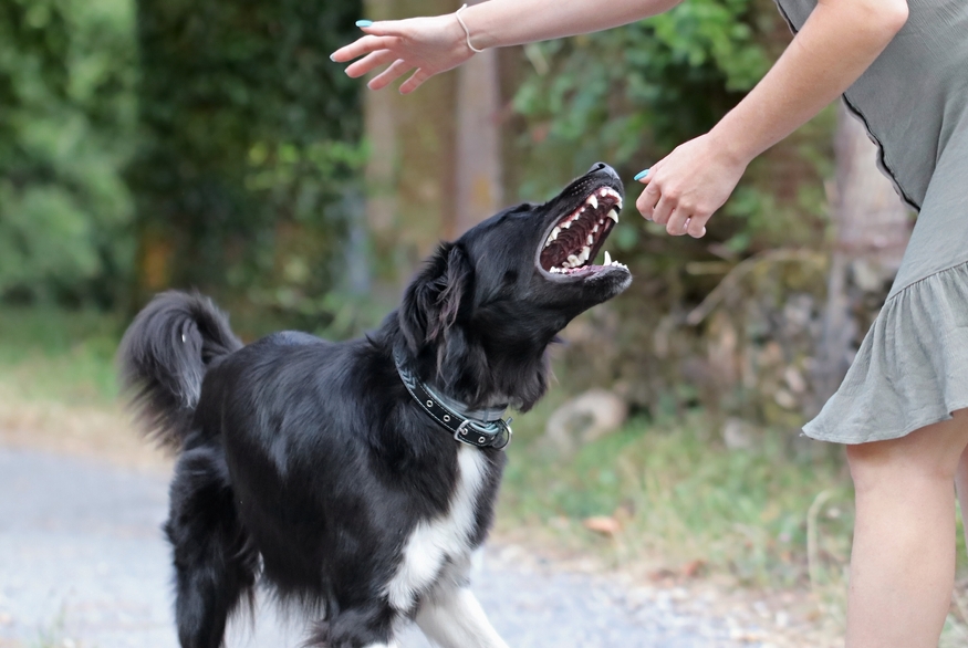 Image dog bite injury