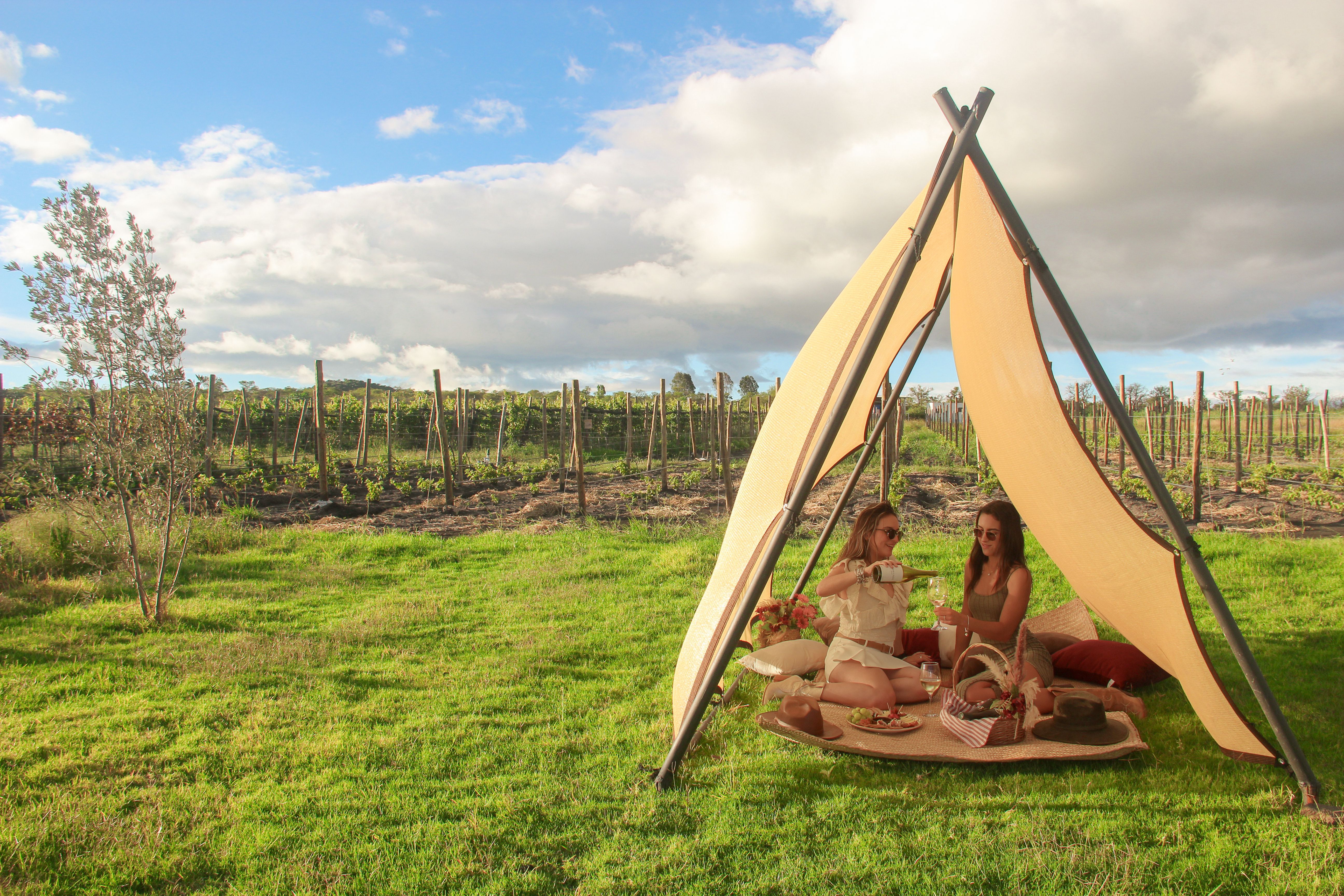 Picnic En El Viñedo