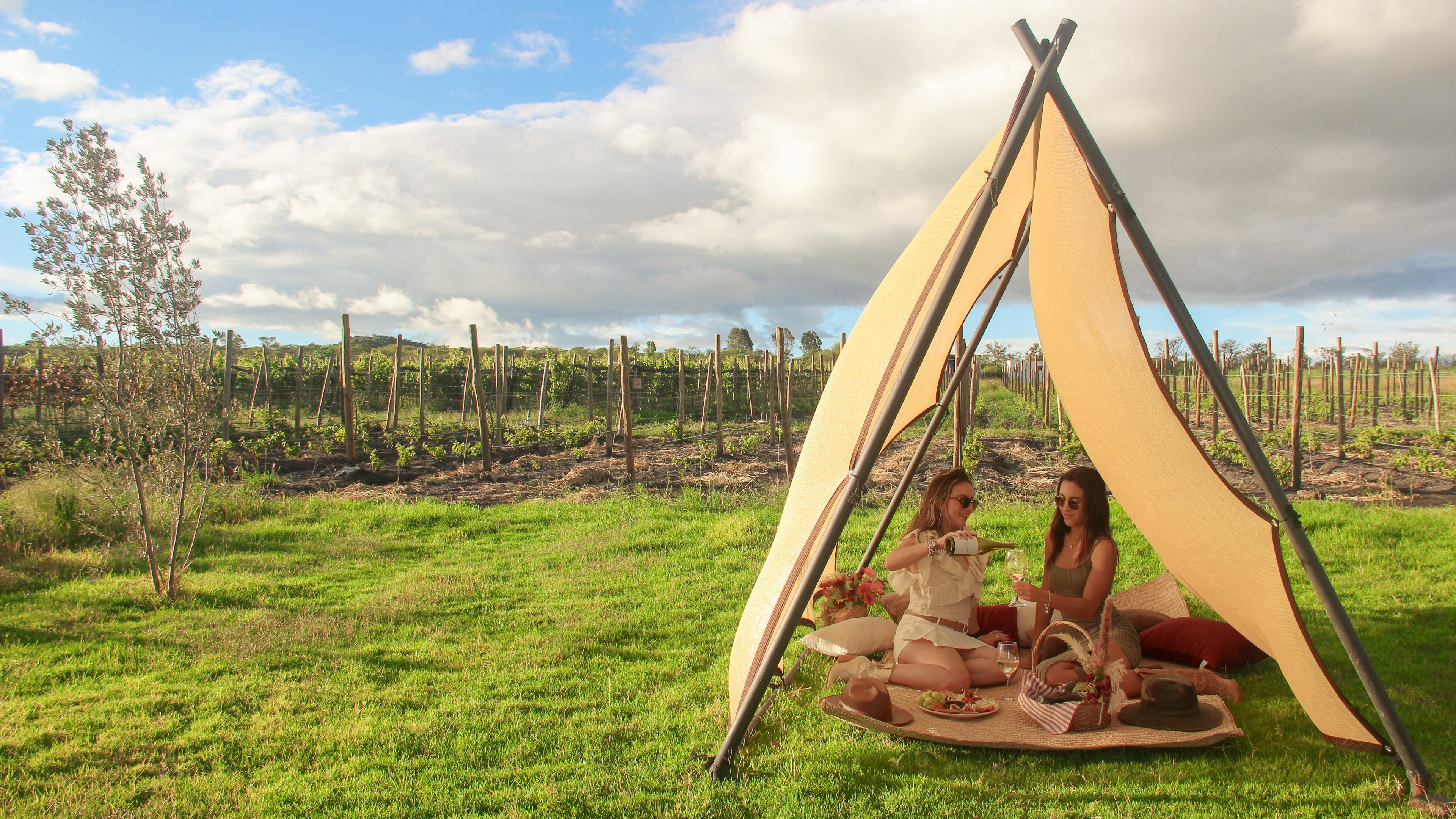 Picnic En El Viñedo