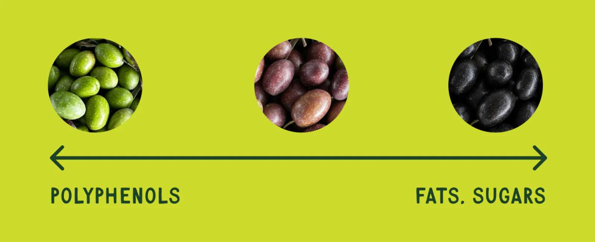 olives-ripening-polyphenols-fats-sugar