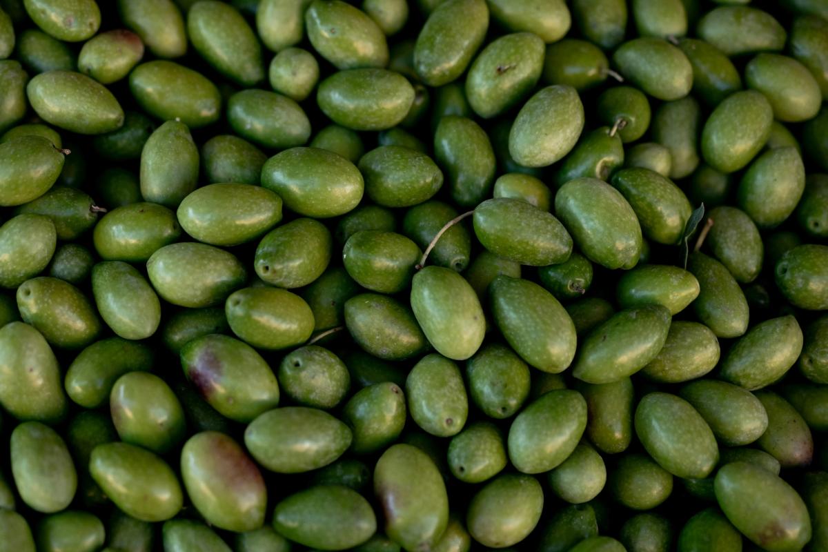 green-olives-polyphenols