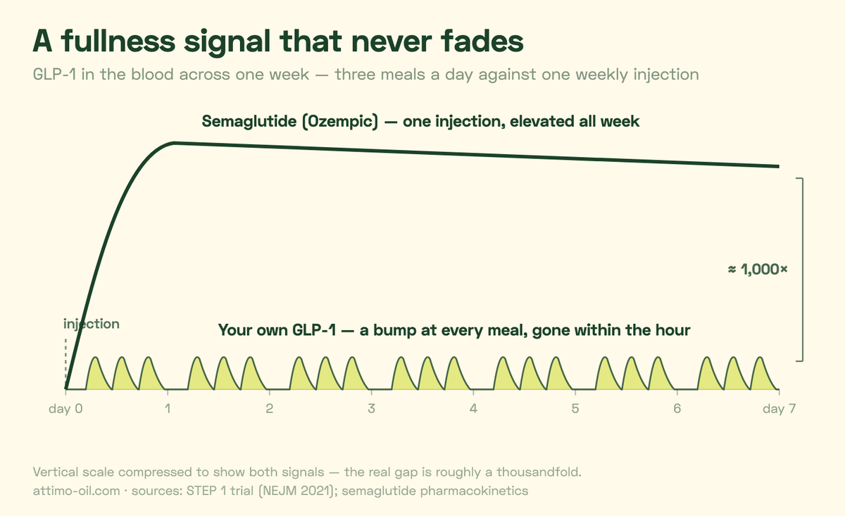Chart of GLP-1 blood levels across one week: small meal bumps that fade within the hour against a semaglutide line elevated all week, roughly a thousand times higher
