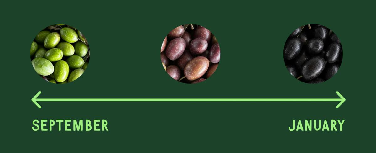 olive-ripeness-harvest