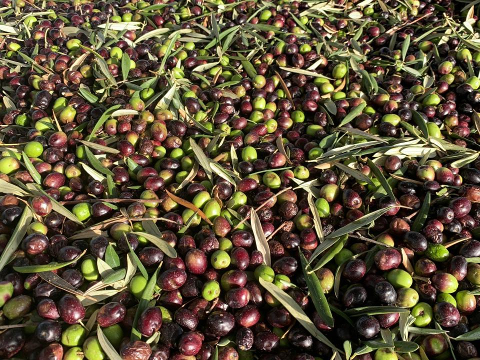 Do Green, Purple, and Black Olives Make Different Olive Oils?