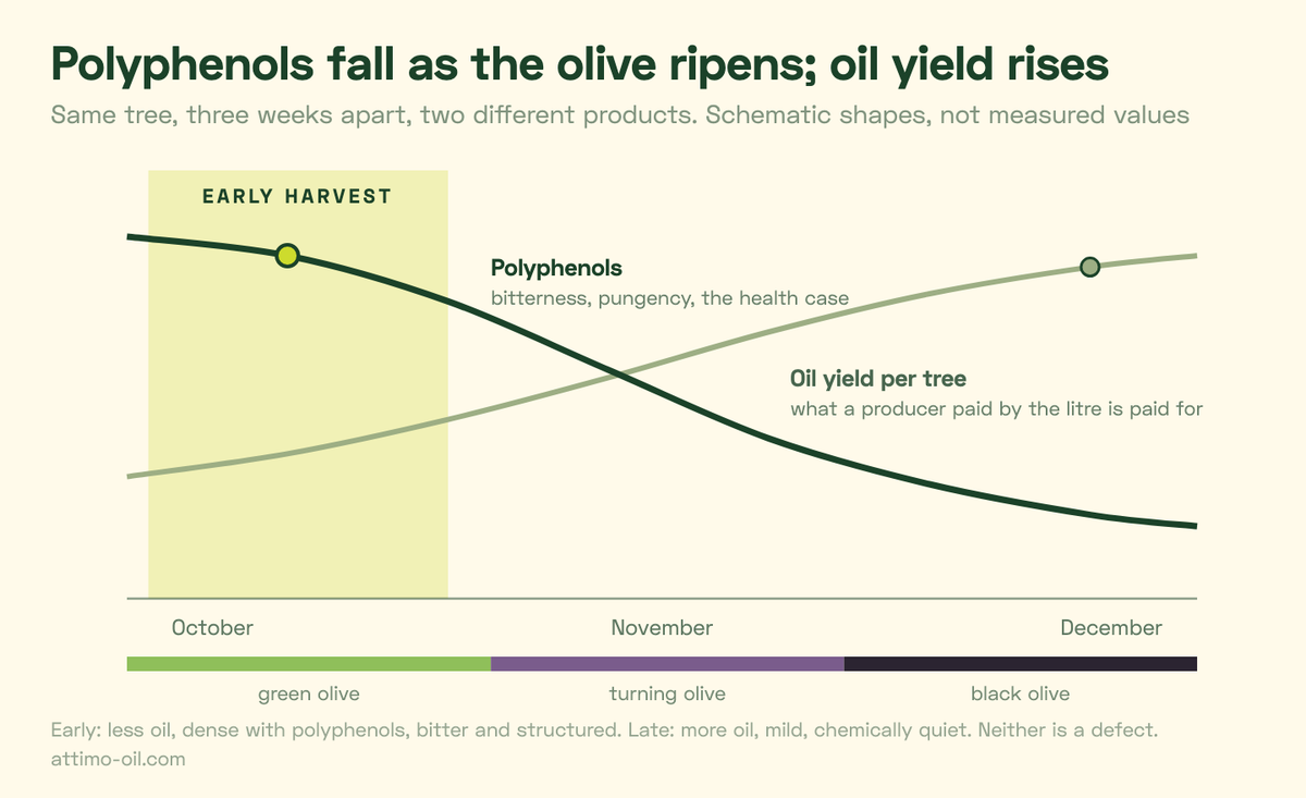 Schematische Grafik von Oktober bis Dezember: Polyphenole fallen, während die Olive von grün zu schwarz reift, die Ölausbeute pro Baum steigt; ein schattiertes Band über dem frühen Oktober markiert das Frühernte-Fenster