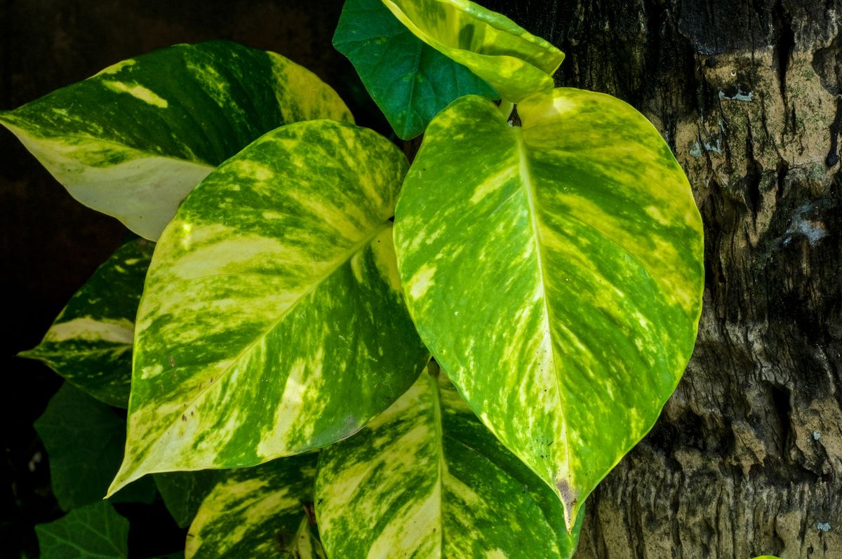 Golden pothos trailing with yellow-variegated leaves