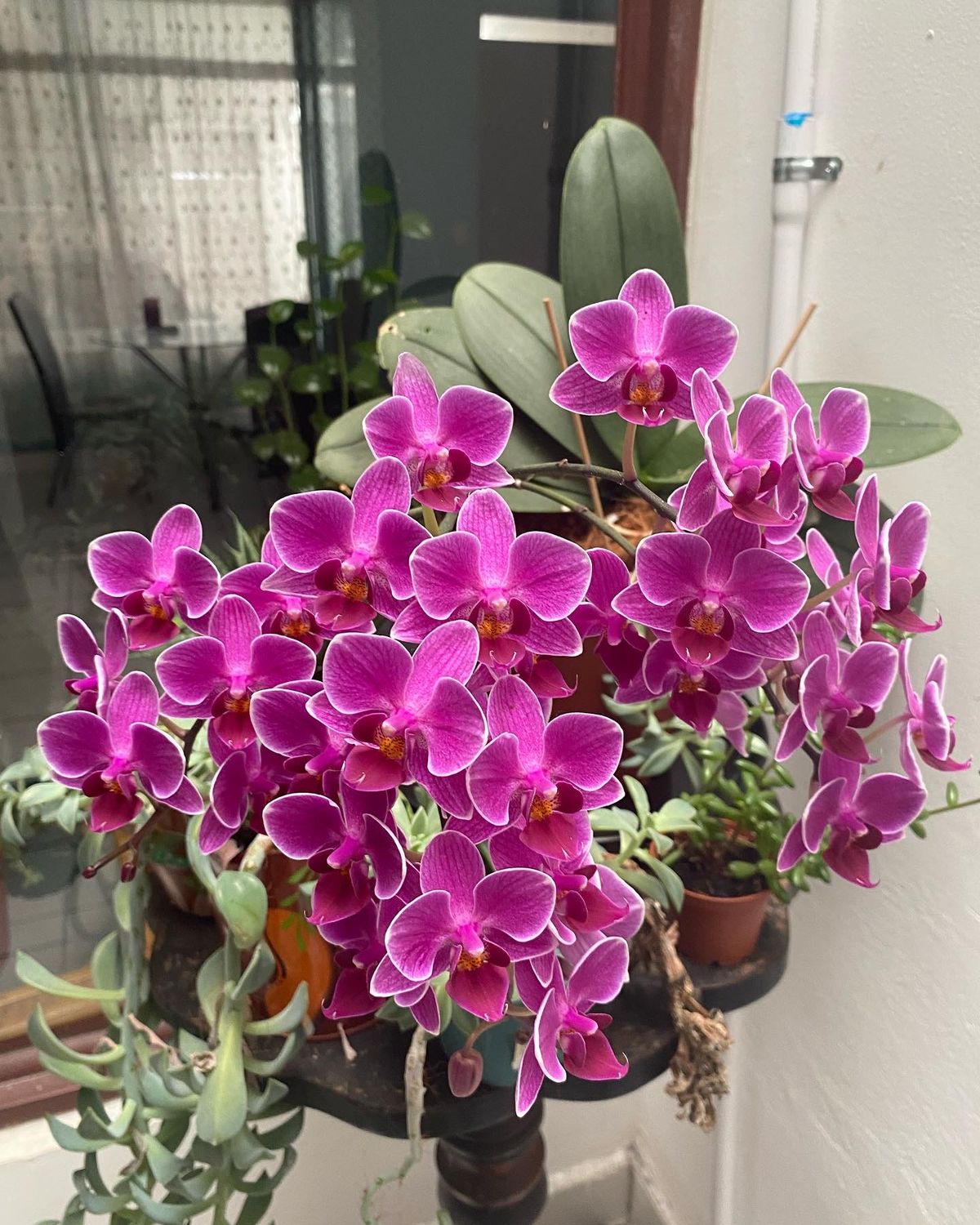 Mature tropical orchid growing naturally with minimal intervention, illustrating how understanding plant behavior is often more important than controlling it.