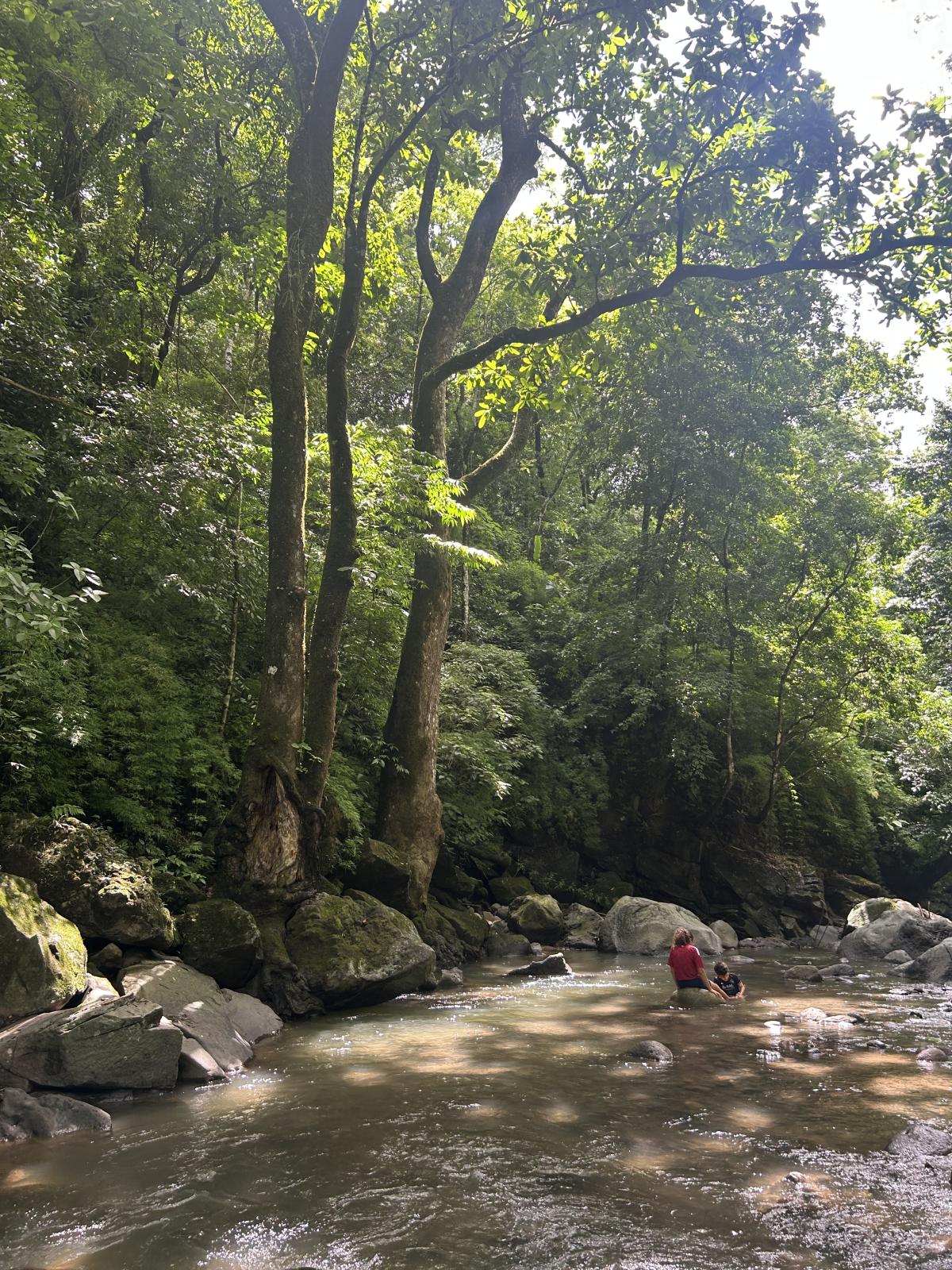 Native vegetation surrounding a stream within a Central Valley watershed.
