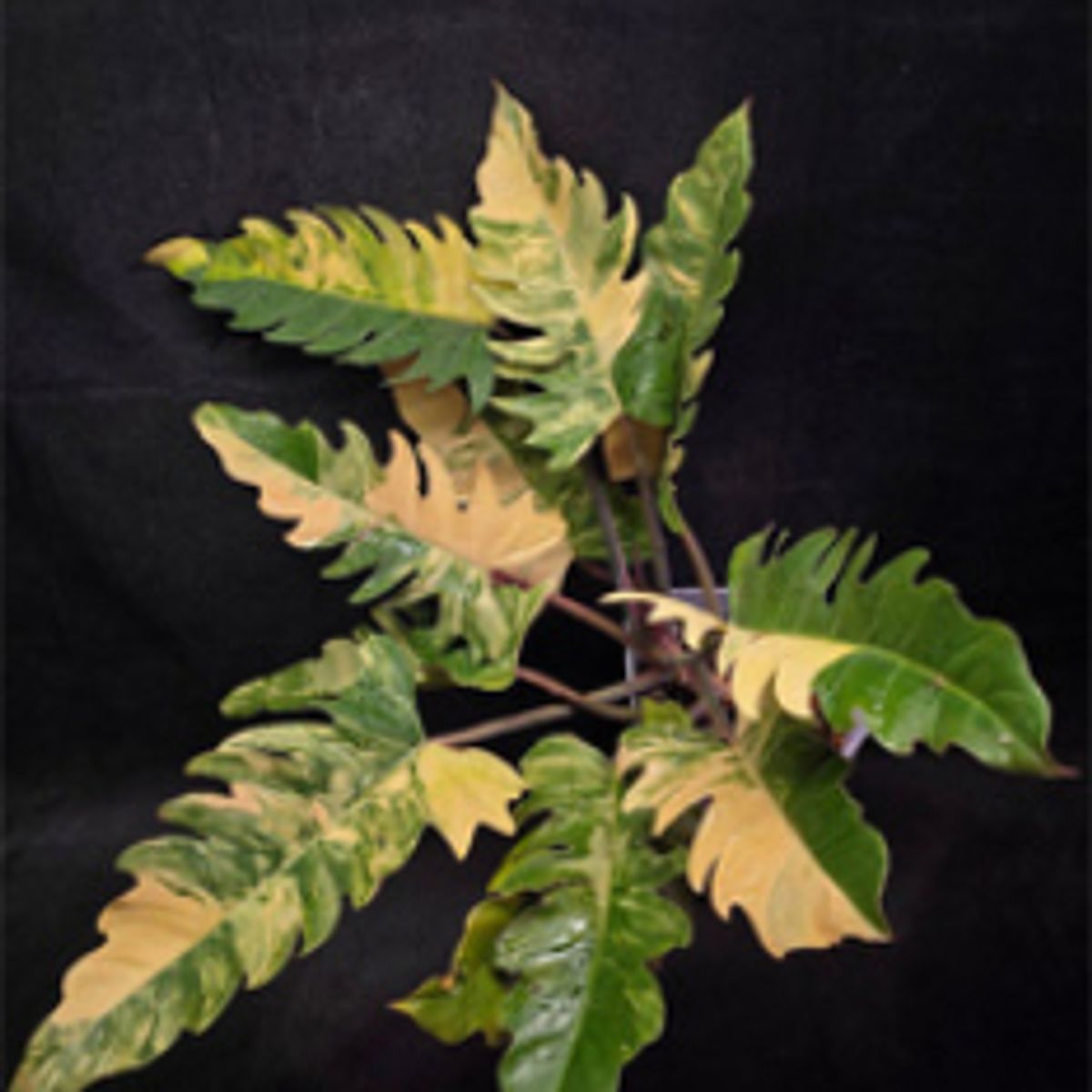 Heartleaf philodendron Brasil with lime-variegated leaves
