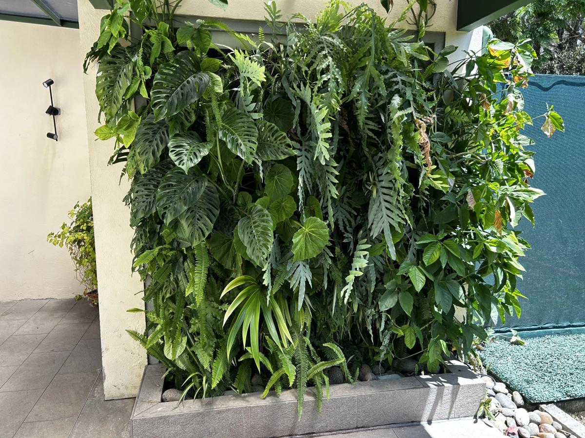 Mature tropical living wall designed by Wild Tropicals, integrating native vegetation, ecological processes and biodiversity into a thriving architectural ecosystem.
