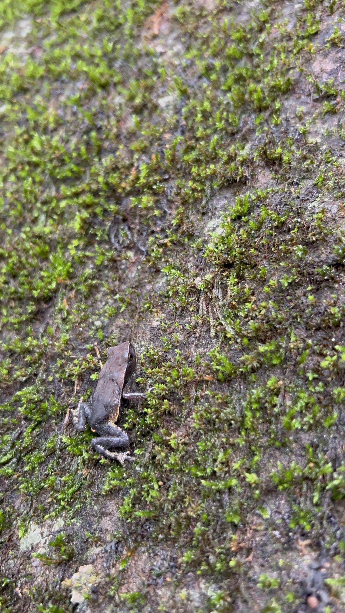 Native amphibian associated with humid ecosystems of Costa Rica's Central Valley.