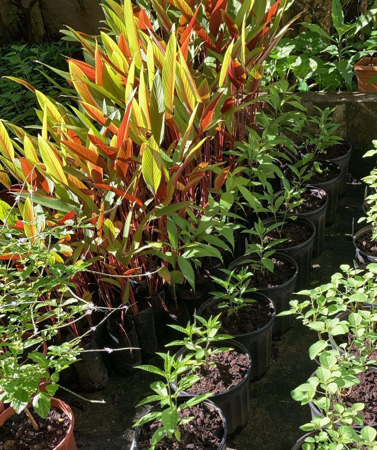 Propagation of native tropical species inside a nursery focused on ecological restoration.