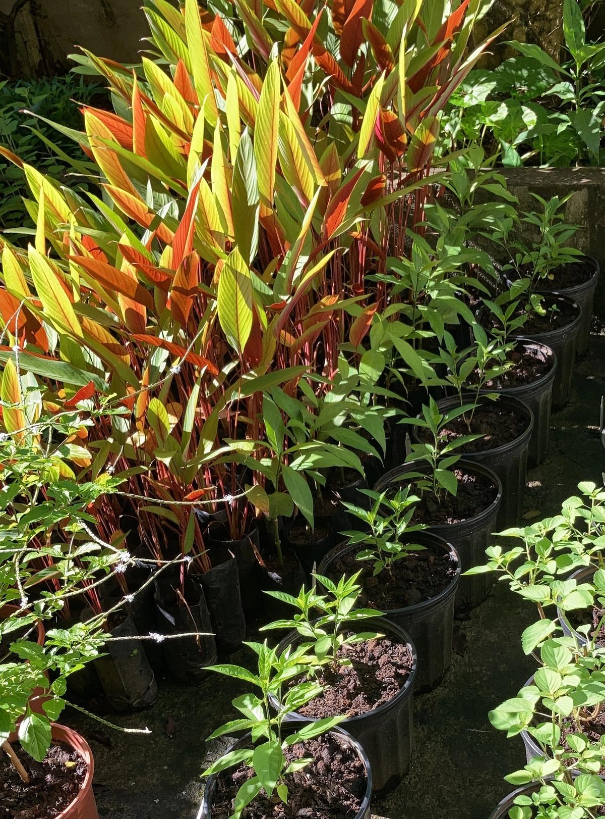 Propagation of native tropical species inside a nursery focused on ecological restoration.