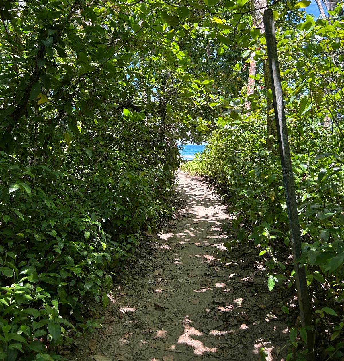 Costa Rican tropical landscape integrating biodiversity, architecture and human spaces.