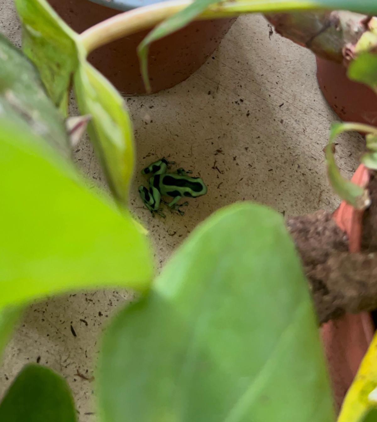 Caribbean morph of Dendrobates auratus, a native poison dart frog from Costa Rica, resting among humid tropical vegetation with metallic green patterns over dark skin.
