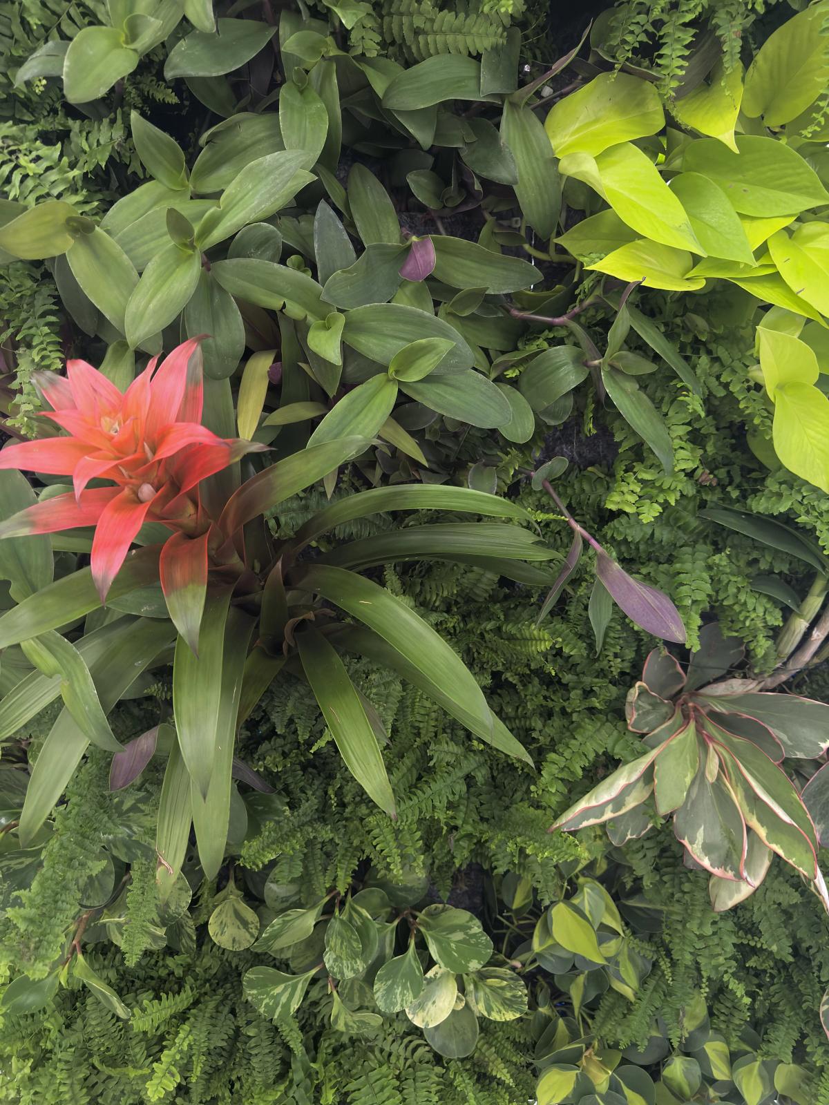 Tropical plants growing together in a modular living wall system.