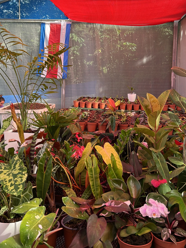 Tropical plant propagation and native ecosystem development inside a living nursery in Costa Rica.
