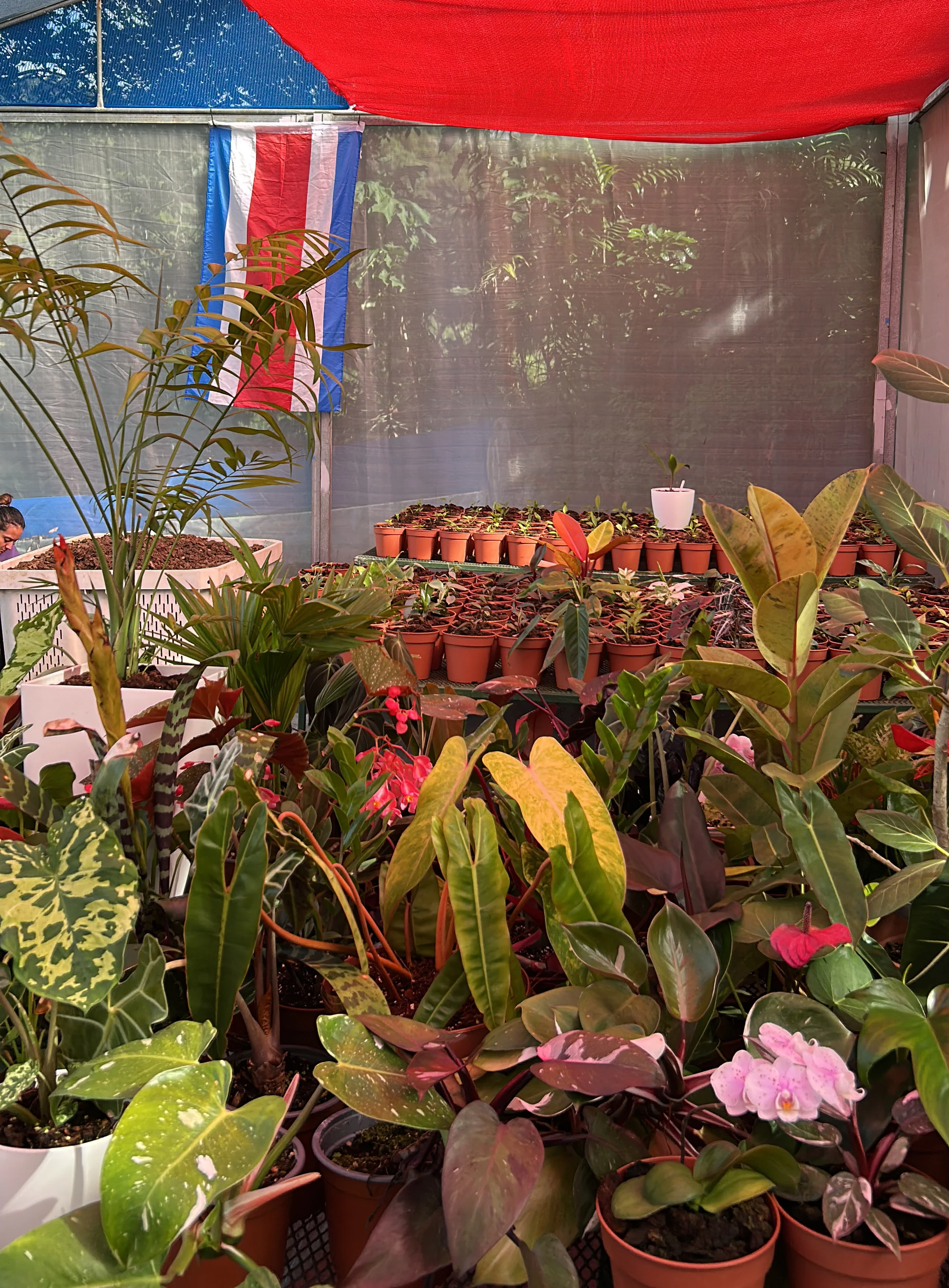 Tropical plant propagation and native ecosystem development inside a living nursery in Costa Rica.