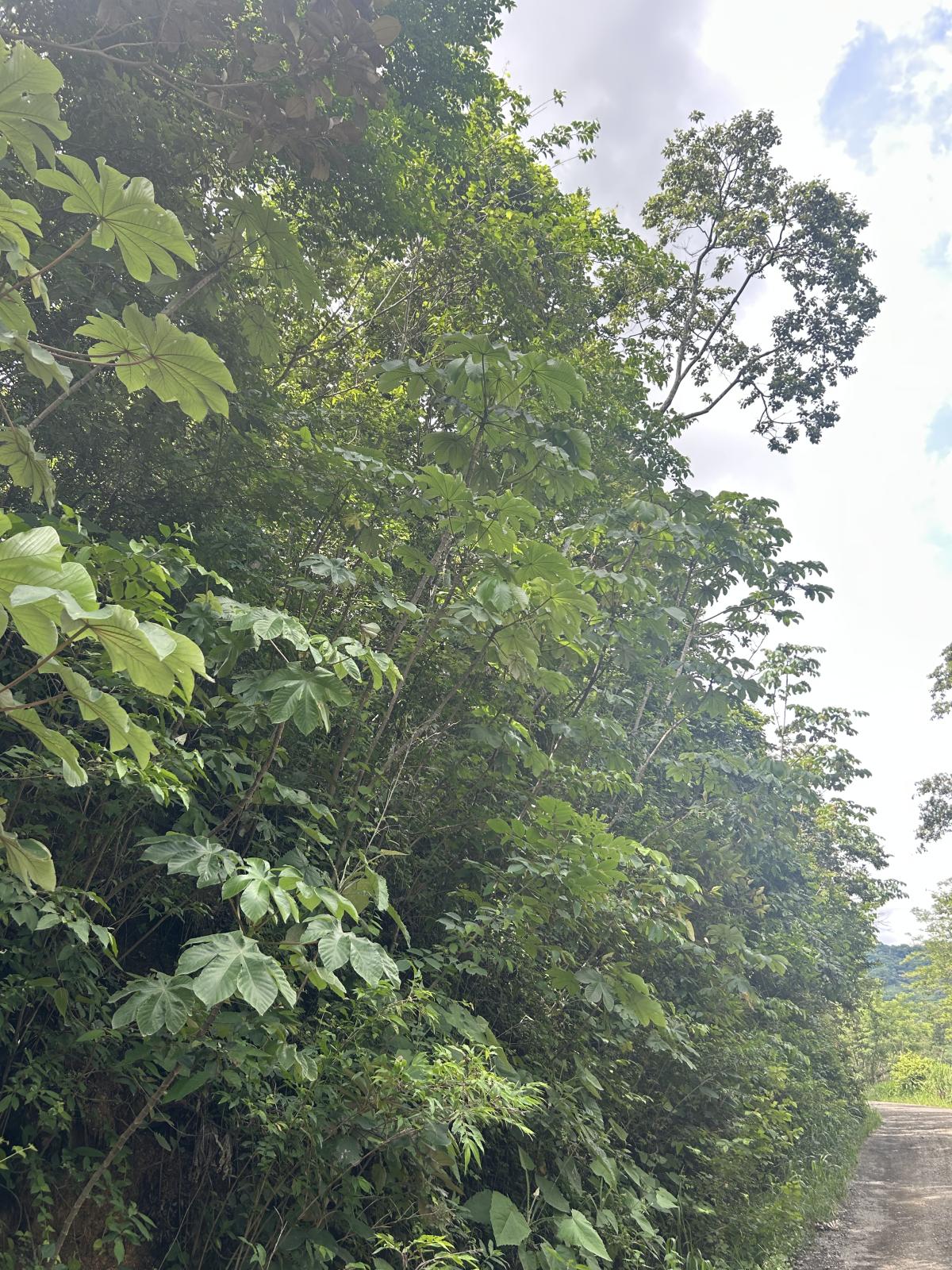 Interior of a humid premontane forest showing layered vegetation and rich plant diversity.