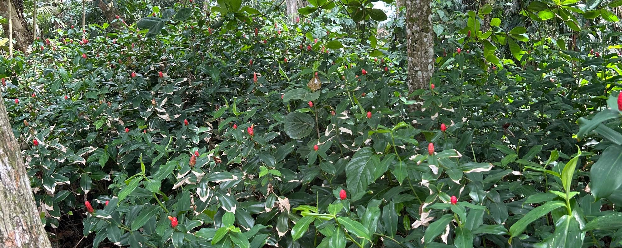 Native tropical plants integrated into biophilic architecture and living landscapes in Costa Rica.