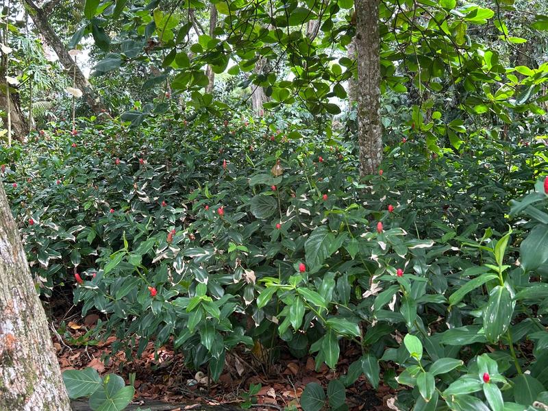 Native tropical plants integrated into biophilic architecture and living landscapes in Costa Rica.